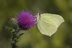 common brimstone