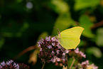 common brimstone