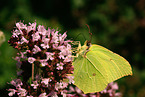 common brimstone
