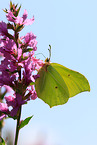 common brimstone