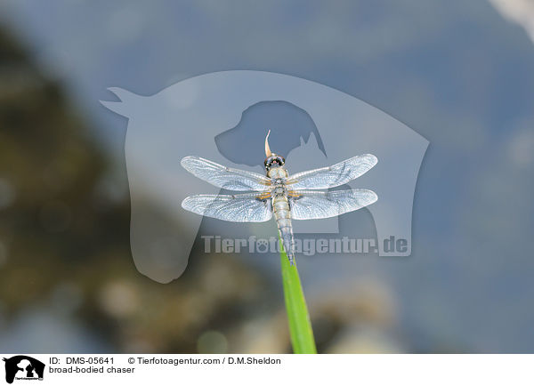 Plattbauch / broad-bodied chaser / DMS-05641