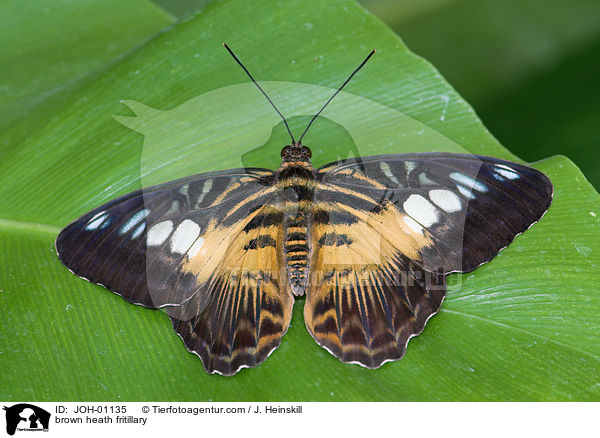 brown heath fritillary / JOH-01135