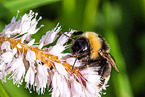 buff-tailed bumblebee