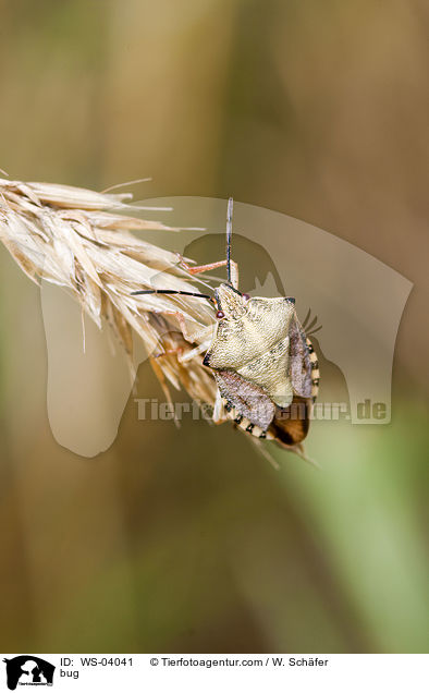 Wanze / bug / WS-04041