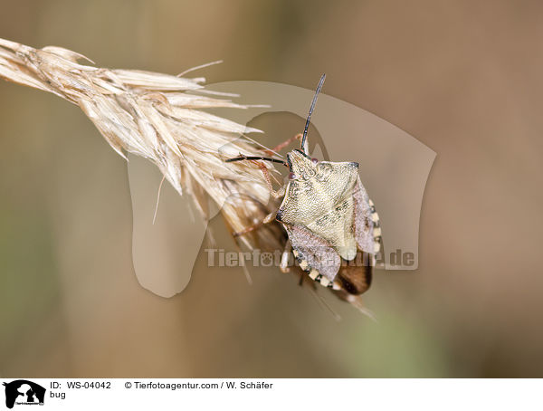 Wanze / bug / WS-04042