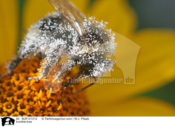 Hummel / bumble-bee / WJP-01312