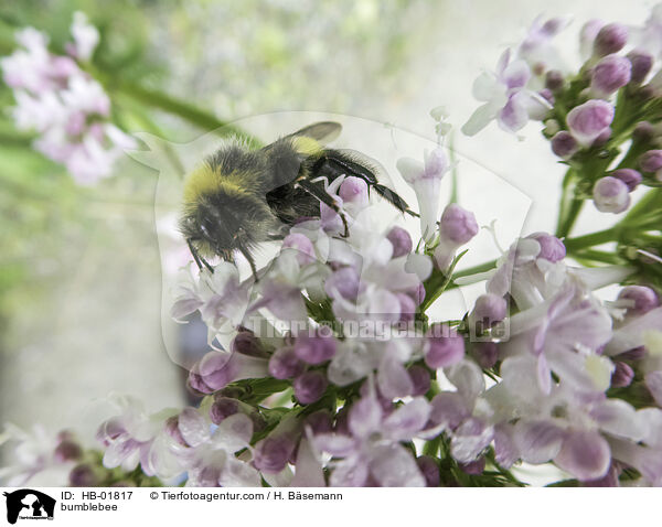 bumblebee / HB-01817