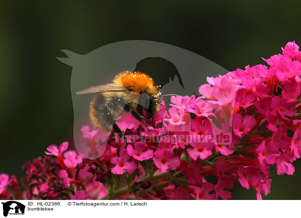 Hummel / bumblebee / HL-02386