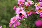 bumblebee