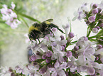 bumblebee