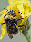 bumblebee on bloom