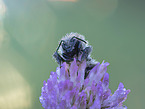 bumblebee