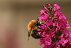 bumblebee