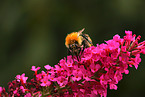 bumblebee