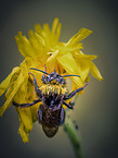 bumblebee
