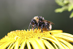bumblebee