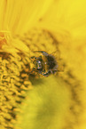 bumblebee