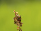 Burnet Companion moth