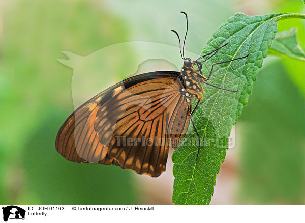 butterfly / JOH-01163