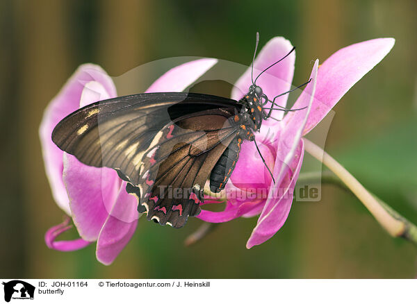 Schmetterling / butterfly / JOH-01164