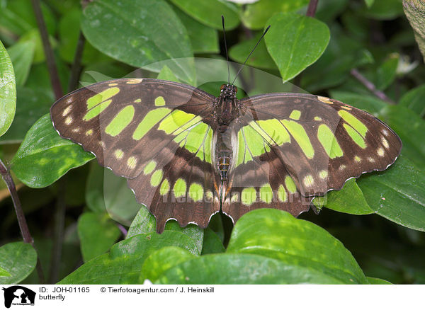 butterfly / JOH-01165