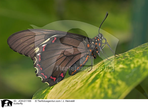 butterfly / JOH-01166