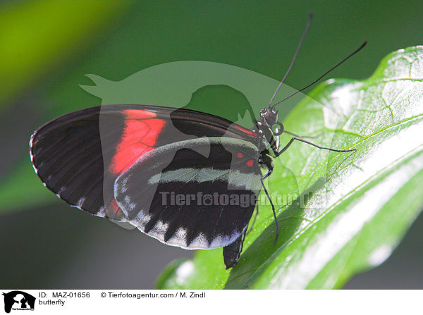 butterfly / MAZ-01656