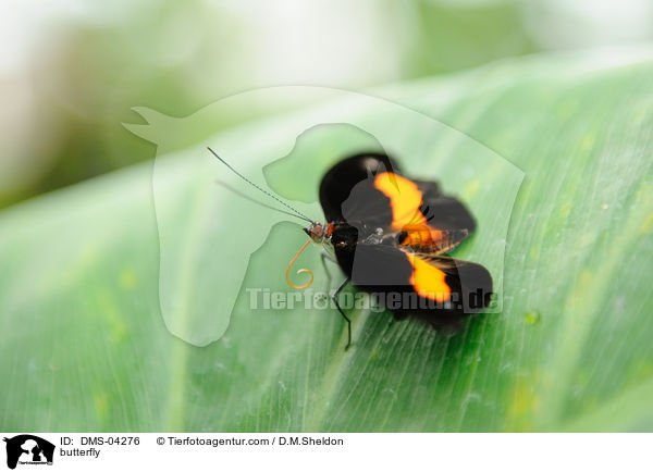 Schmetterling / butterfly / DMS-04276