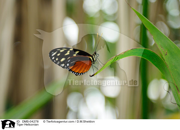 Getigerter Passionsfalter / Tiger Heliconian / DMS-04278