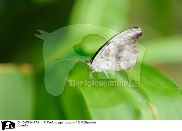 Schmetterling / butterfly / DMS-04279