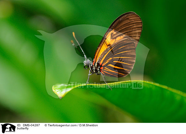 Passionsfalter / butterfly / DMS-04287