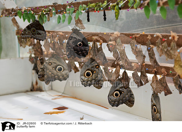 Schmetterlingfarm / butterfly farm / JR-02600