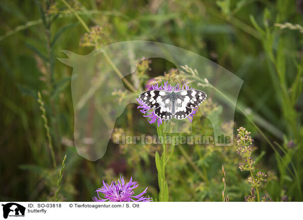 Schmetterling / butterfly / SO-03818