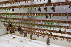 butterfly farm