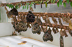 butterfly farm