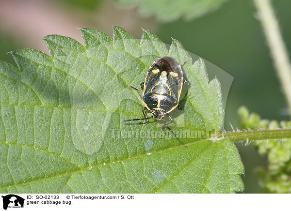 Kohlwanze / green cabbage bug / SO-02133