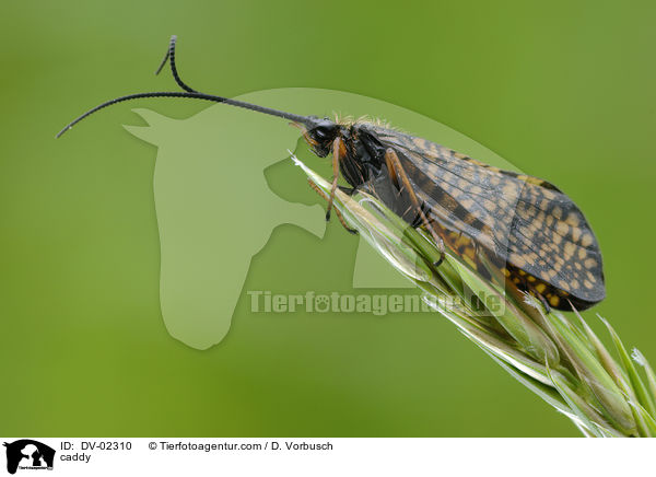 Kcherfliege / caddy / DV-02310