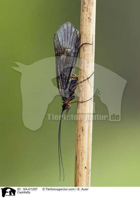 Kcherfliege / Caddisfly / SA-01297
