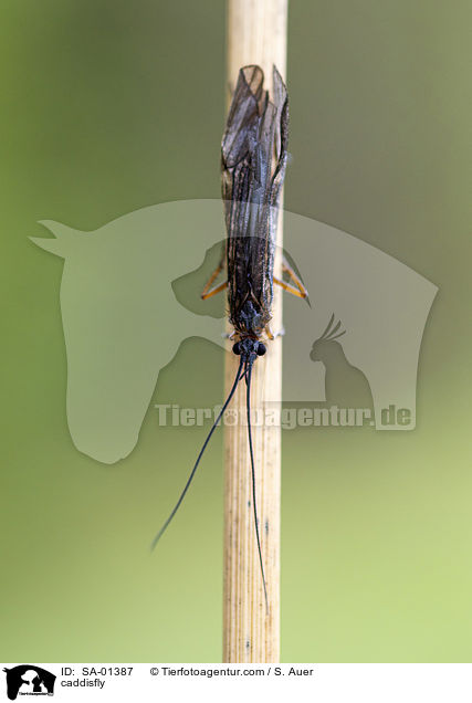 Kcherfliege / caddisfly / SA-01387