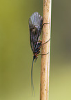 caddisfly