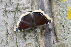 sitting Camberwell beauty