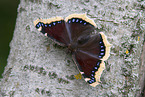 sitting Camberwell beauty