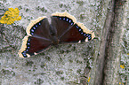 sitting Camberwell beauty