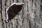 Camberwell beauty butterfly