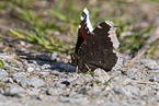 Camberwell beauty butterfly