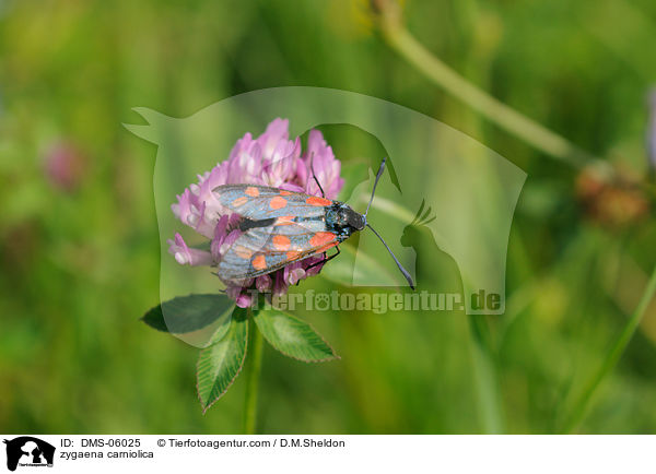 Esparsetten-Widderchen / zygaena carniolica / DMS-06025