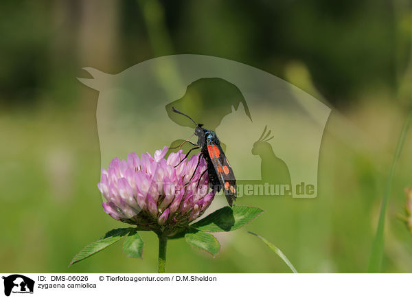 zygaena carniolica / DMS-06026
