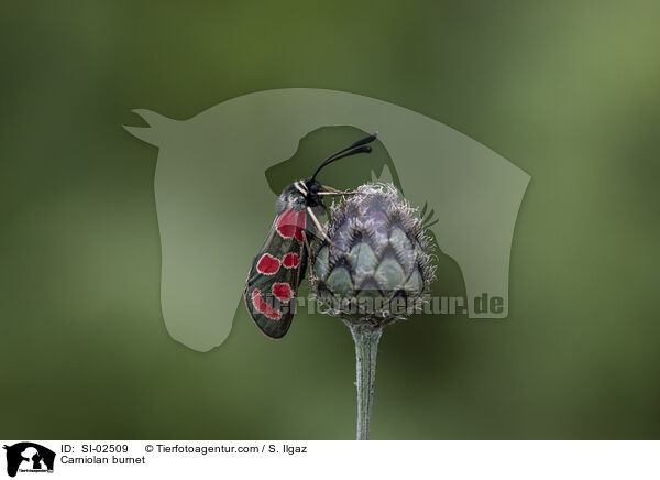 Esparsetten-Widderchen / Carniolan burnet / SI-02509