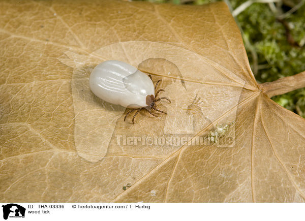 Gemeiner Holzbock / wood tick / THA-03336