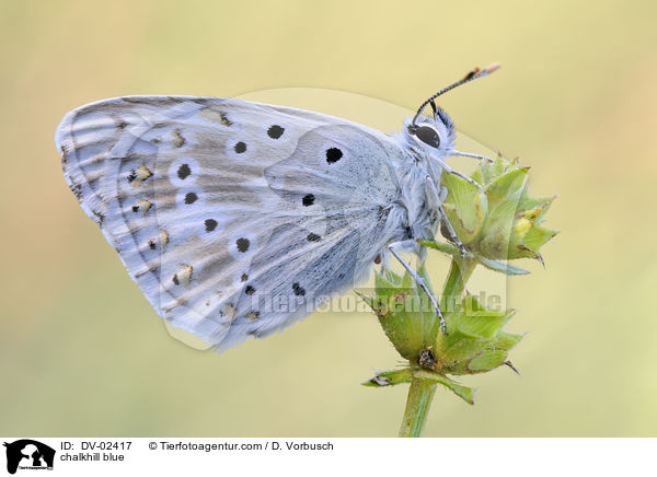 chalkhill blue / DV-02417
